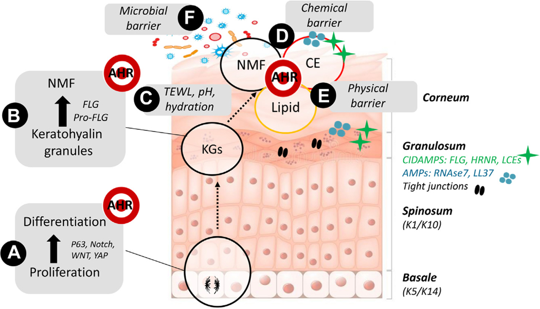 FIGURE 1.