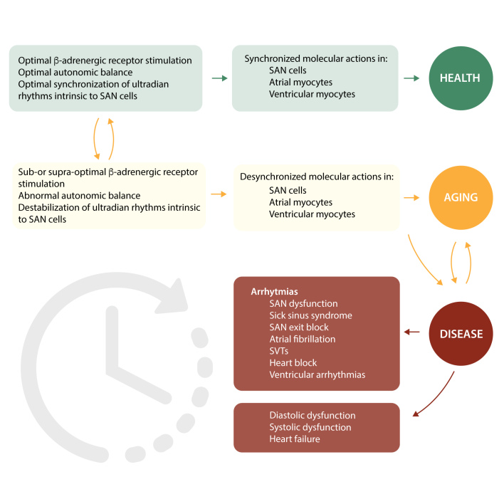 Graphical Abstract