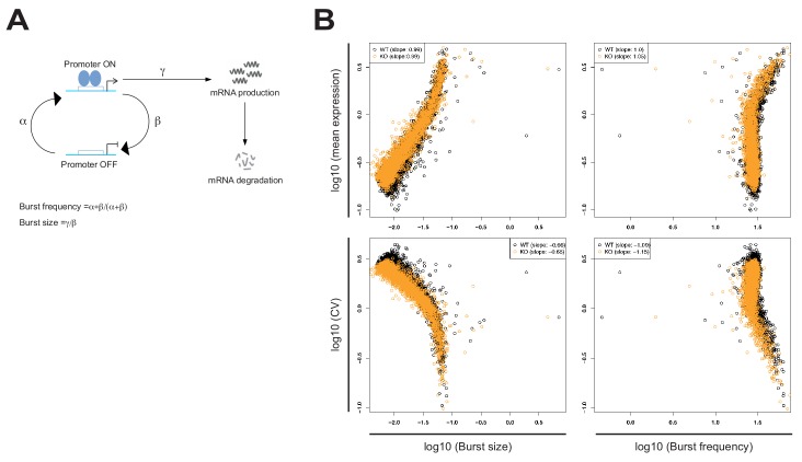 Figure 3—figure supplement 1.