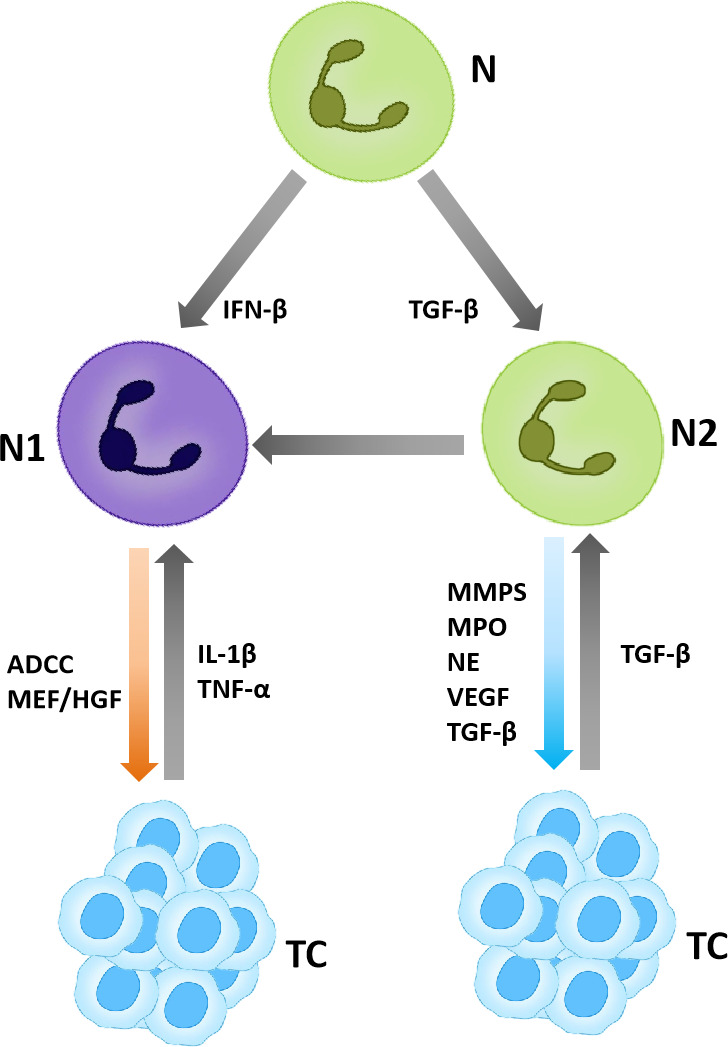 Figure 2