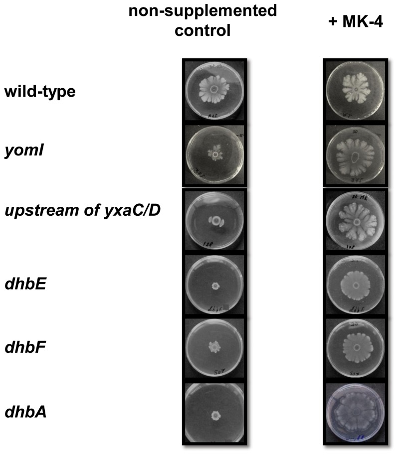 Figure 4