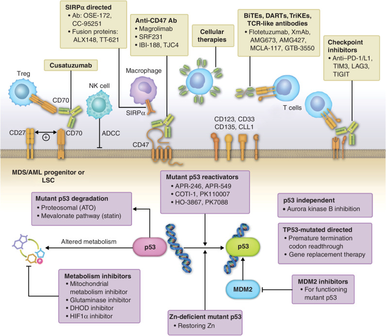 Figure 2. Novel therapies for TP53-mutated MDS and AML. Cell-extrinsic immunotherapeutic approaches include targeting cell-surface markers including LSC markers, negative regulatory macrophage, and T-cell checkpoints, bispecific engagers, adoptive cellular therapies including unmodified and chimeric antigen receptor–modified cells. Cell-intrinsic approaches include mutant p53 reactivators, mutant p53 degraders, metabolism targeting agents, and others.