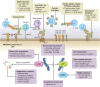 Figure 2. Novel therapies for TP53-mutated MDS and AML. Cell-extrinsic immunotherapeutic approaches include targeting cell-surface markers including LSC markers, negative regulatory macrophage, and T-cell checkpoints, bispecific engagers, adoptive cellular therapies including unmodified and chimeric antigen receptor–modified cells. Cell-intrinsic approaches include mutant p53 reactivators, mutant p53 degraders, metabolism targeting agents, and others.