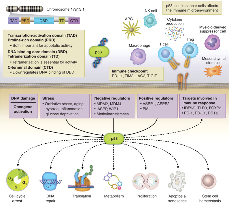 Figure 1. Different subunits of the p53 are coded by a gene located on chromosome 17p13.1. p53 resides over a highly connected hub involving multiple signal transduction pathways including DNA damage response, oncogene activation, cellular stress, and its positive and negative regulators. In turn, p53 regulates numerous key cellular processes including cell cycling, genomic stability, cell metabolism, differentiation, proliferation, apoptosis, senescence, and others. In addition, downstream signaling through p53 influences the tumor microenvironment through a direct effect on several immunologic targets.