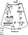 Figure 14
