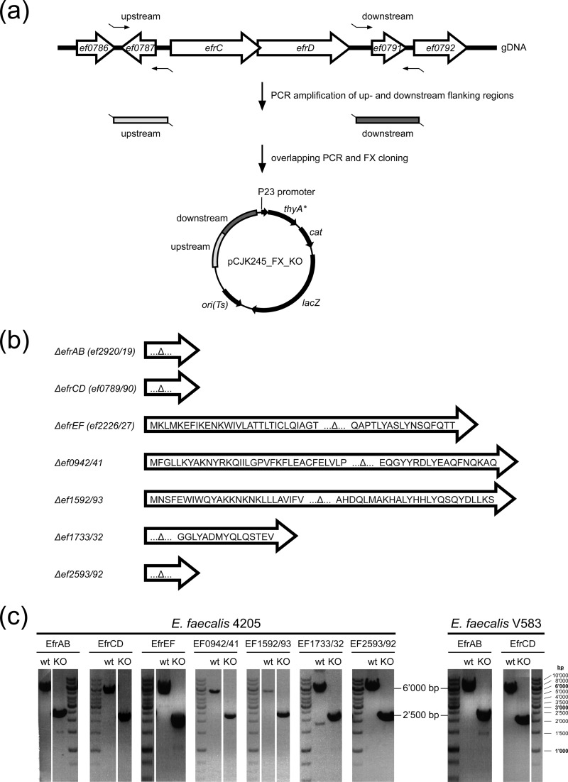 FIG 2