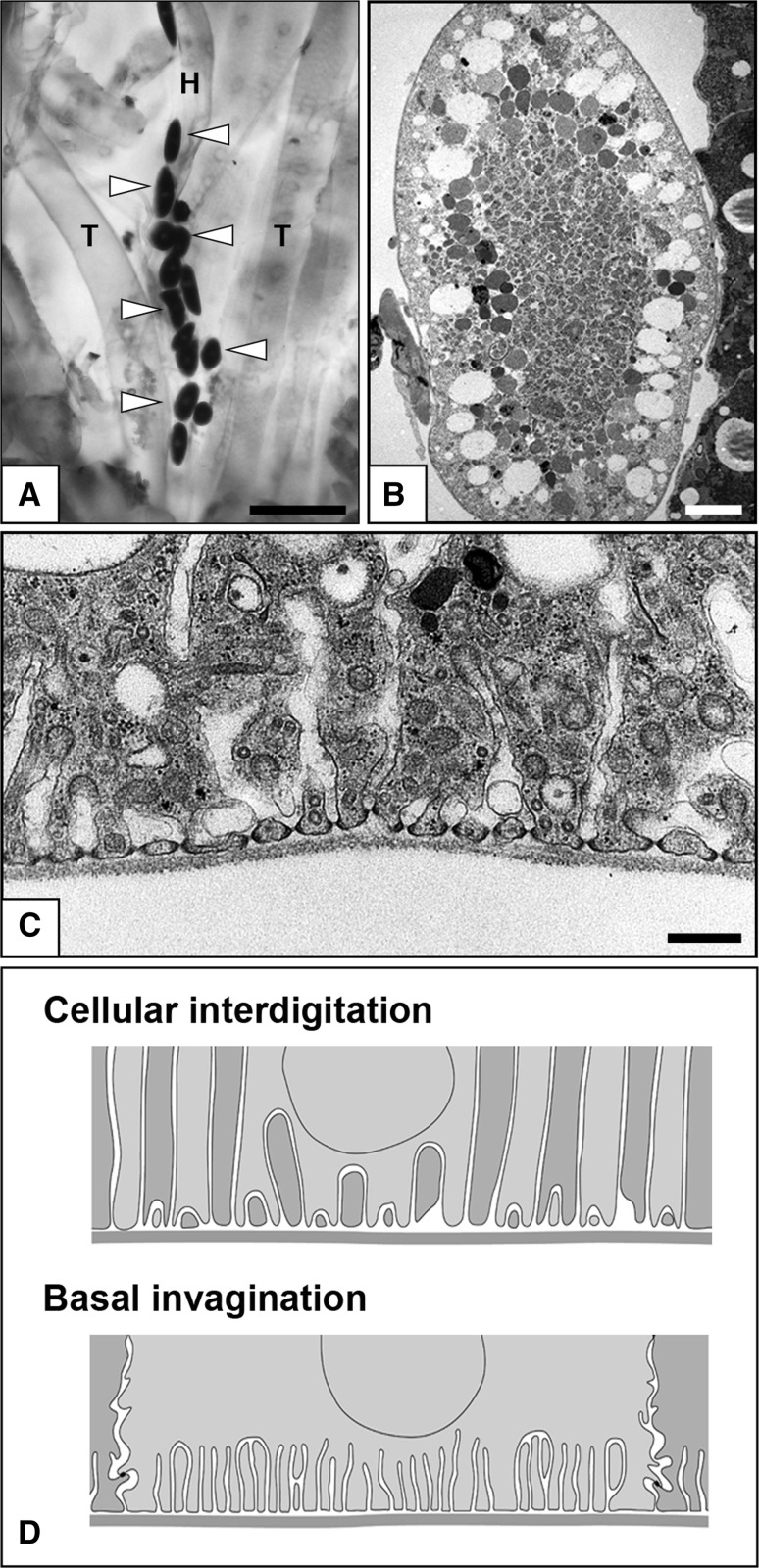 Fig. 7a–d