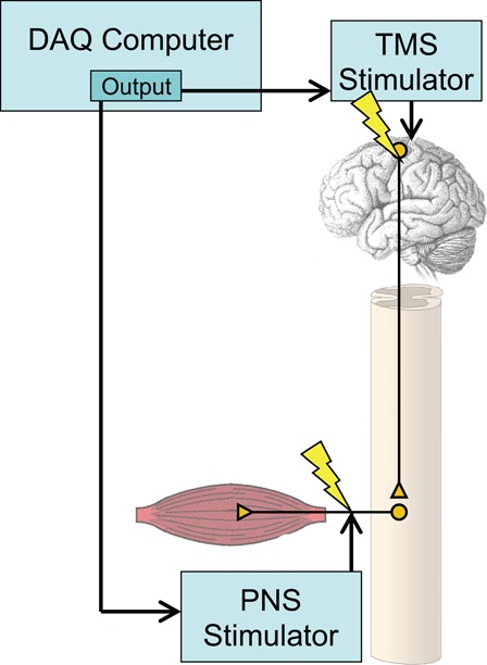 Figure 1 