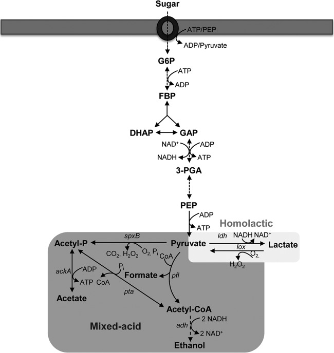 FIG 1