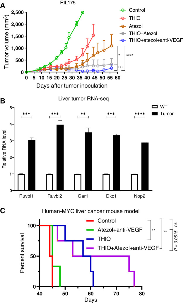 Figure 4. Sequential treatment with THIO or anti-PDL1 monotherapy, anti-PDL1+anti-VEGF, or THIO+anti-PDL1+anti-VEGF improve therapeutic responses and overall survival. A, A total of 1 × 106 RIL175 were injected subcutaneously into the right dorsal flanks of C57BL/6 mice. When tumors reached ∼100 mm3, tumor-bearing mice were randomly assigned to control, THIO or anti-PDL1 (Atezol) monotherapy, THIO plus anti-PDL1, or THIO plus anti-PDL1 plus anti-VEGF (r84; n = 5/group). 3 mg/kg THIO was intraperitoneally given 3 consecutive days over 2 weeks on days 11, 12, 13 and 20, 21, 22; 200 μg anti-PDL1 and 200 μg anti-VEGF was intraperitoneally given 3 to 4 days after last injection of THIO. Tumor growth was measured every 3 days. Tumor volumes were calculated using the formula abh/2, where a is the length, b is the width, and h is the height of the tumor. The final tumor measurement from the mice that were euthanized due to tumor size are included in the graph as other tumors were continued to be measured in the same group until day 56. P value determined by two-way ANOVA for tumor growth and shown as mean ± SEM (*, P = 0.0414; ****, P < 0.0001, significant; ns, nonsignificant). B, Relative mRNA expression of indicated genes plotted from RNA-seq in control (n = 2) and MYC-expressing livers (n = 3). P values were determined by multiple unpaired t tests. P values for Ruvbl1, Ruvbl2, Gar1, Dkc1, Nop2 between WT and tumor are ***P = 0.000192, ***P = 0.000481, **P = 0.001096, ***P = 0.000029, and ***P = 0.000004, respectively. C, Treatment started when the mice were 31 days old. 3 mg/kg THIO was intraperitoneally given on days 31, 32, and 33. 200 μg of anti-PDL1 was given on days 35, 42 and 200 μg r84 on days 37, 40, 44, 47; P value determined by log-rank test for survival analysis. **P = 0.0084 between control (n = 4) vs. THIO+atezol+anti-VEGF (n = 4), P = 0.0515 (ns) between atezol+anti-VEGF (n = 3) vs. THIO plus atezol plus anti-VEGF (n = 4), **P = 0.0084 between control (n = 4) vs. THIO (n = 4), P > 0.9999 (ns) between control vs. atezol+anti-VEGF.