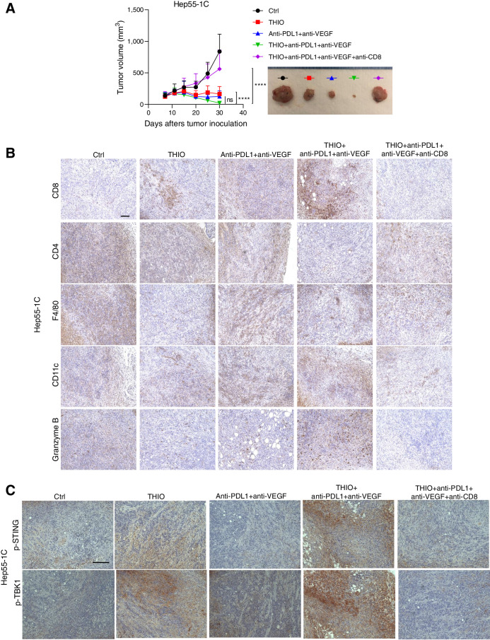 Figure 3. THIO reduces tumor burden in vivo through activation of a CD8+ antitumor immune response. A, A total of 5 × 106 Hep55–1C cells were injected subcutaneously into the right dorsal flanks of C57BL/6 mice (n = 10/group). When tumors reached ∼100 mm3, tumor-bearing mice were randomly assigned to control, THIO or anti-PDL1 plus anti-VEGF or THIO plus anti-PDL1 plus anti-VEGF, or THIO plus anti-PDL1 plus anti-VEGF plus anti-CD8. 3 mg/kg THIO was intraperitoneally given 3 consecutive days for 2 weeks on days 7, 8, 9, and 20, 21, and 22; 200 μg anti-PDL1 (BioCell, Catalog No. BE0101) was intraperitoneally given on days 7, 14, 21, and 28; 200 μg anti-VEGF (BioCell, Catalog No. BE0060) was intraperitoneally given on days 9, 12, 16, 19, 23, 26, and 30; 200 μg anti-CD8 was given on days 6, 10, 13, 17, 20, 24, and 27. IHC staining of CD8, CD4, F4/80, CD11c, Granzyme B (B) and p-STING and p-TBK1 (C). Scale bars of all panels in these B and C are the same, 100 μm. Tissues are from mice treated with THIO or anti-PDL1 plus anti-VEGF or THIO plus anti-PDL1 plus anti-VEGF or THIO plus anti-PDL1 plus anti-VEGF plus anti-CD8. P value determined by two-way ANOVA for tumor growth and shown as mean ± SEM. P < 0.0001, significant.