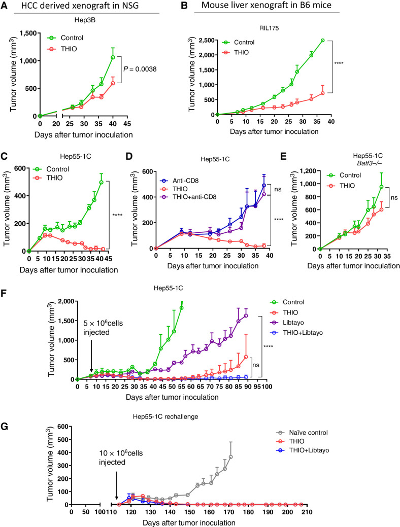 Figure 2. Sequential treatment with THIO and Libtayo Overcomes Checkpoint Inhibitor Resistance and Induces Immune Memory. Antitumor effects of THIO were greater in immunocompetent mice than immunocompromised mice. A total of 3 × 106 Hep3B cells (n = 6; A) or 1 × 106 RIL175 (n = 5; B), or 5 × 106 Hep55–1C (n = 3–5; C--F) were injected subcutaneously into the right dorsal flanks of NSG mice (A) C57BL/6 mice (B–D, F), or C57BL/6 Batf3−/− mice (E). When tumors reached ∼100 mm3, tumor-bearing mice were randomly assigned to control or THIO (3 mg/kg i.p. on 3 consecutive days for 2 weeks) with or without anti-CD8 antibody (200 μg administered 1 day before treatment initiation and then twice/week for 3 weeks; n = 5). F, When tumors reached ∼100 mm3, tumor-bearing mice were randomly assigned to treatment with THIO (3 mg/kg; n = 3), libtayo (cemiplimab, 200 μg; n = 3), or sequential THIO and libtayo (n = 3). THIO was given on days 8, 9, 10 and 15, 16, 17 and libtayo was given on days 12 and 19 after tumor inoculation. G, On day 114, tumor-free mice from THIO (n = 2) and THIO+libtayo (n = 2) groups and control naive mice (n = 3) were re-challenged with 1 × 107 Hep55–1C tumor cells in the opposite (left) flank. Tumor growth was measured every 3 days. Tumor volumes were calculated using the formula abh/2, where a = length, b = width, and h = height of the tumor. P value was determined by two-way ANOVA for tumor growth and shown as mean ± SEM. P = 0.0038, P < 0.0001, and P < 0.05, significant; ns, nonsignificant.