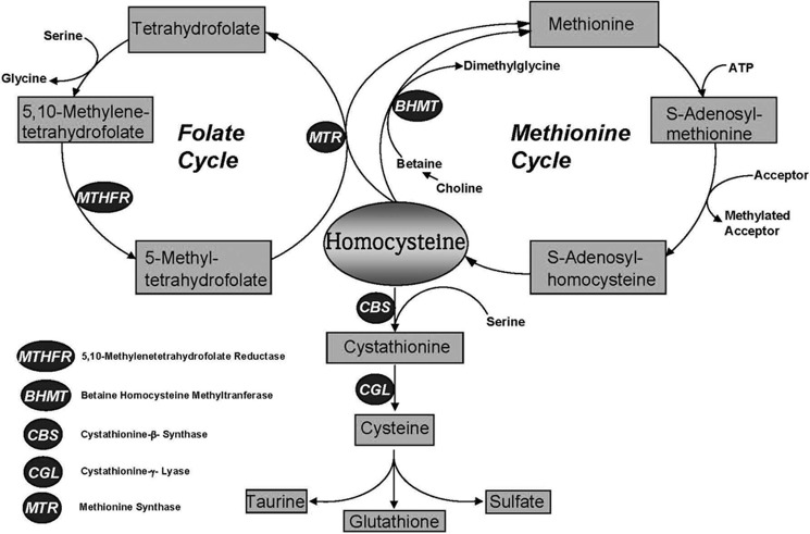 FIGURE 1.