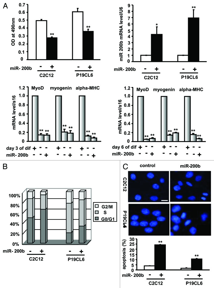 graphic file with name rna-10-465-g1.jpg