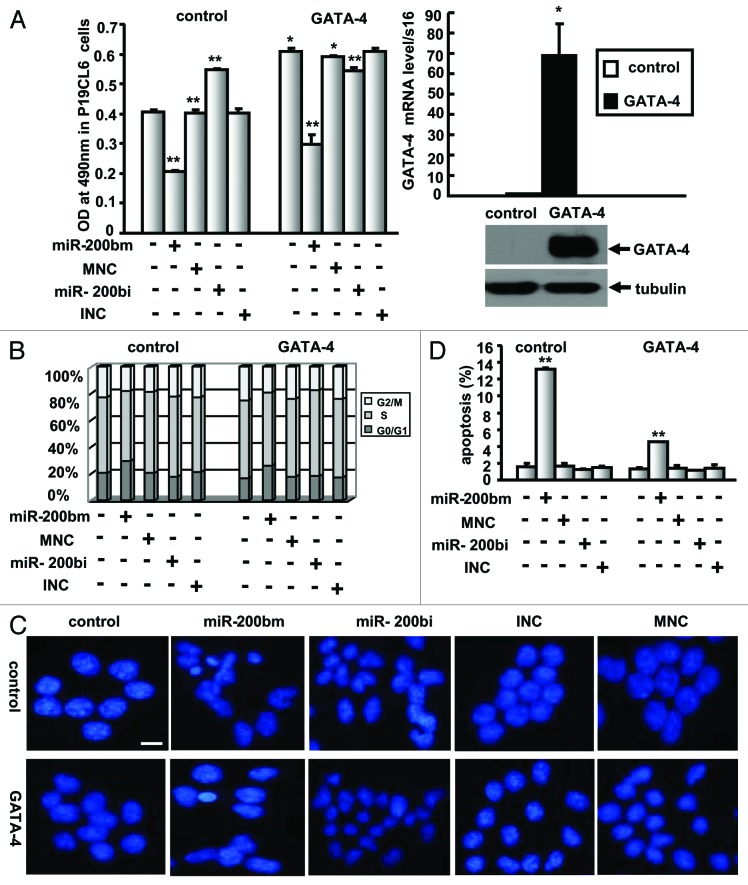 graphic file with name rna-10-465-g7.jpg