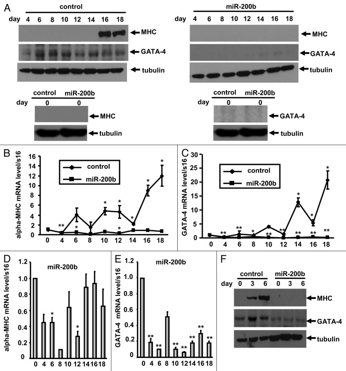 graphic file with name rna-10-465-g2.jpg