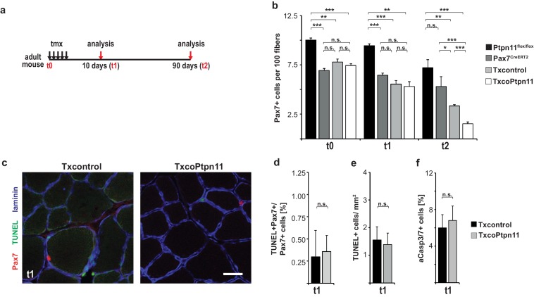 Figure 6—figure supplement 1.