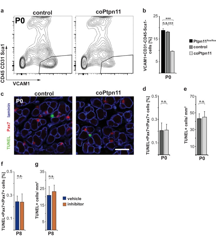 Figure 2—figure supplement 1.