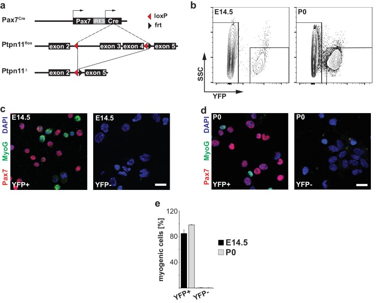 Figure 1—figure supplement 1.