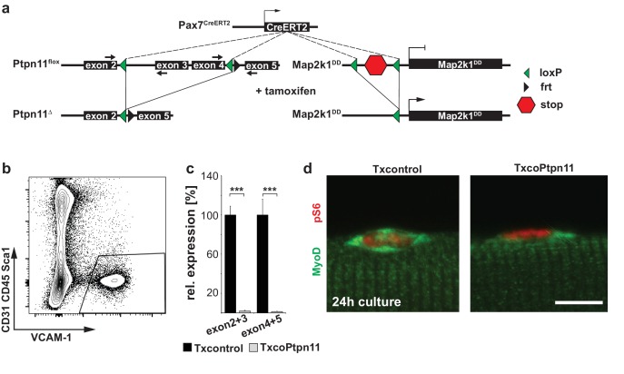 Figure 4—figure supplement 1.