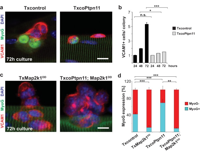 Figure 5—figure supplement 1.