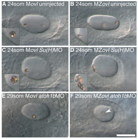 Fig. 6.