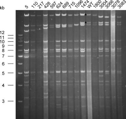 FIG. 2.