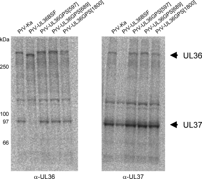 FIG. 8.