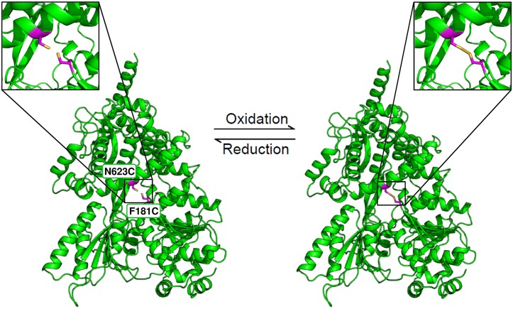 Figure 4—figure supplement 1.