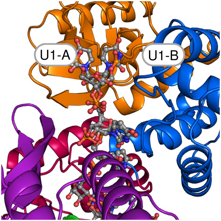 Figure 1—figure supplement 2.