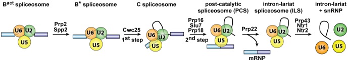 Figure 5—figure supplement 1.