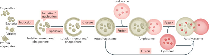 Box 1 Overview of the autophagy pathway