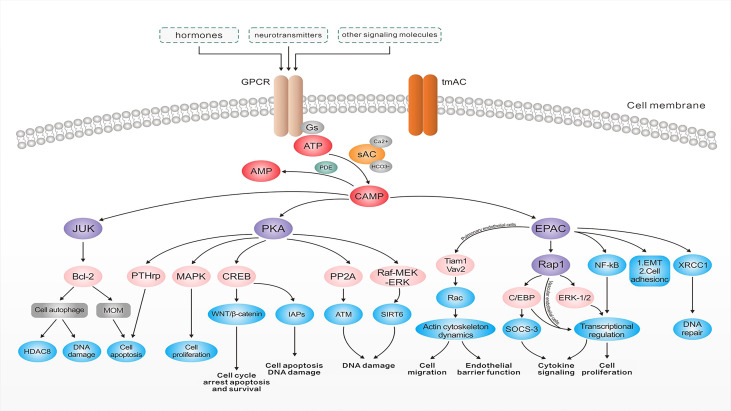 Figure 2