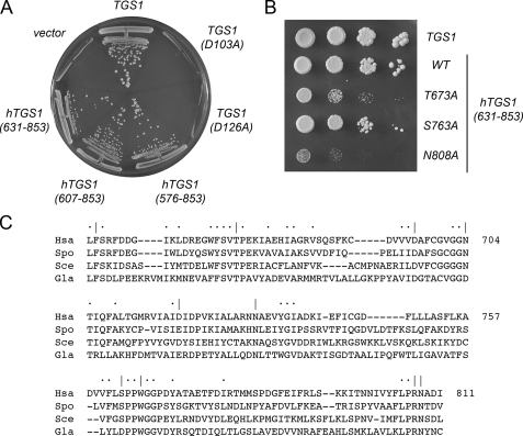 FIGURE 4.