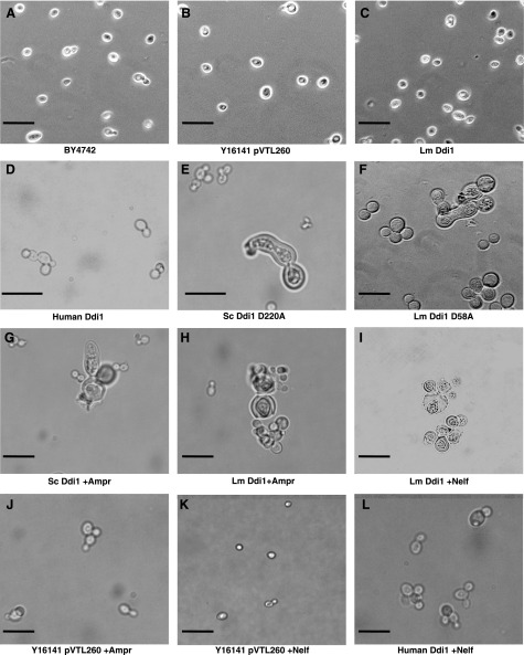 Figure 5.