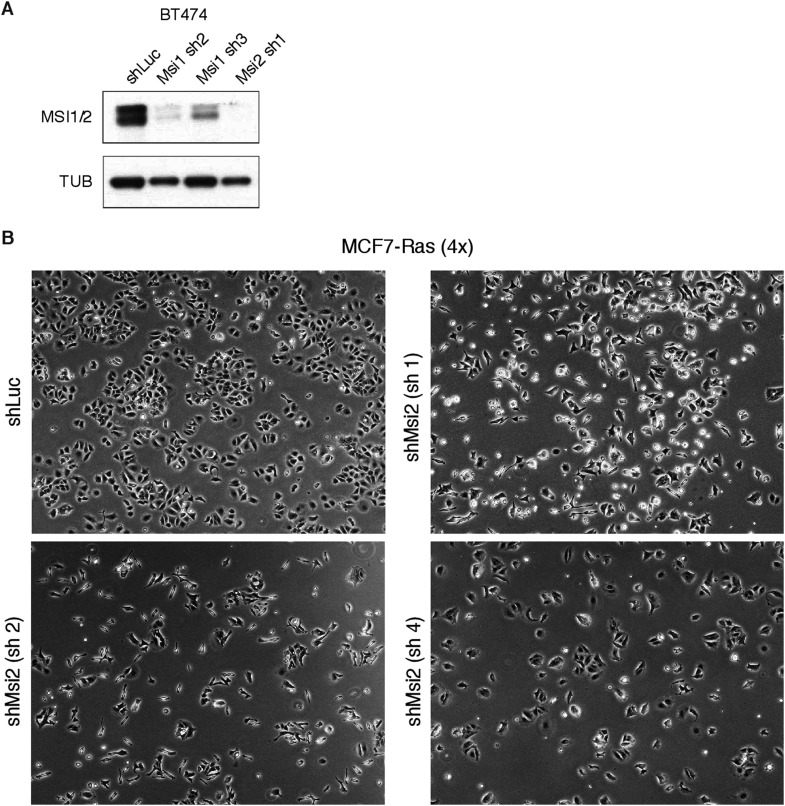 Figure 6—figure supplement 1.