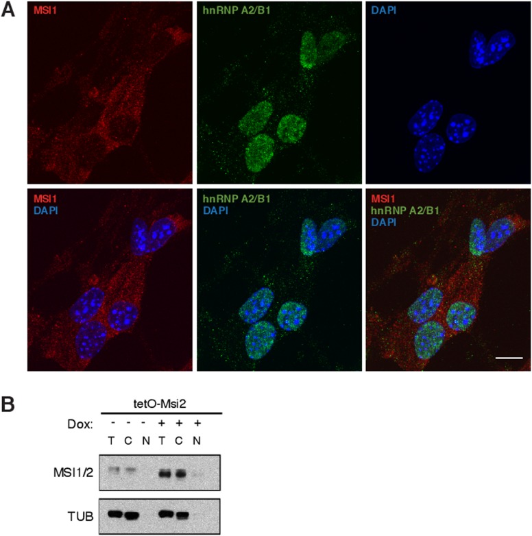 Figure 5—figure supplement 1.