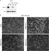 Figure 6—figure supplement 1.