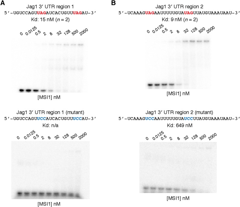 Figure 4—figure supplement 1.