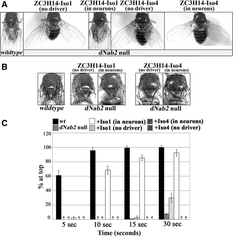 FIGURE 4.