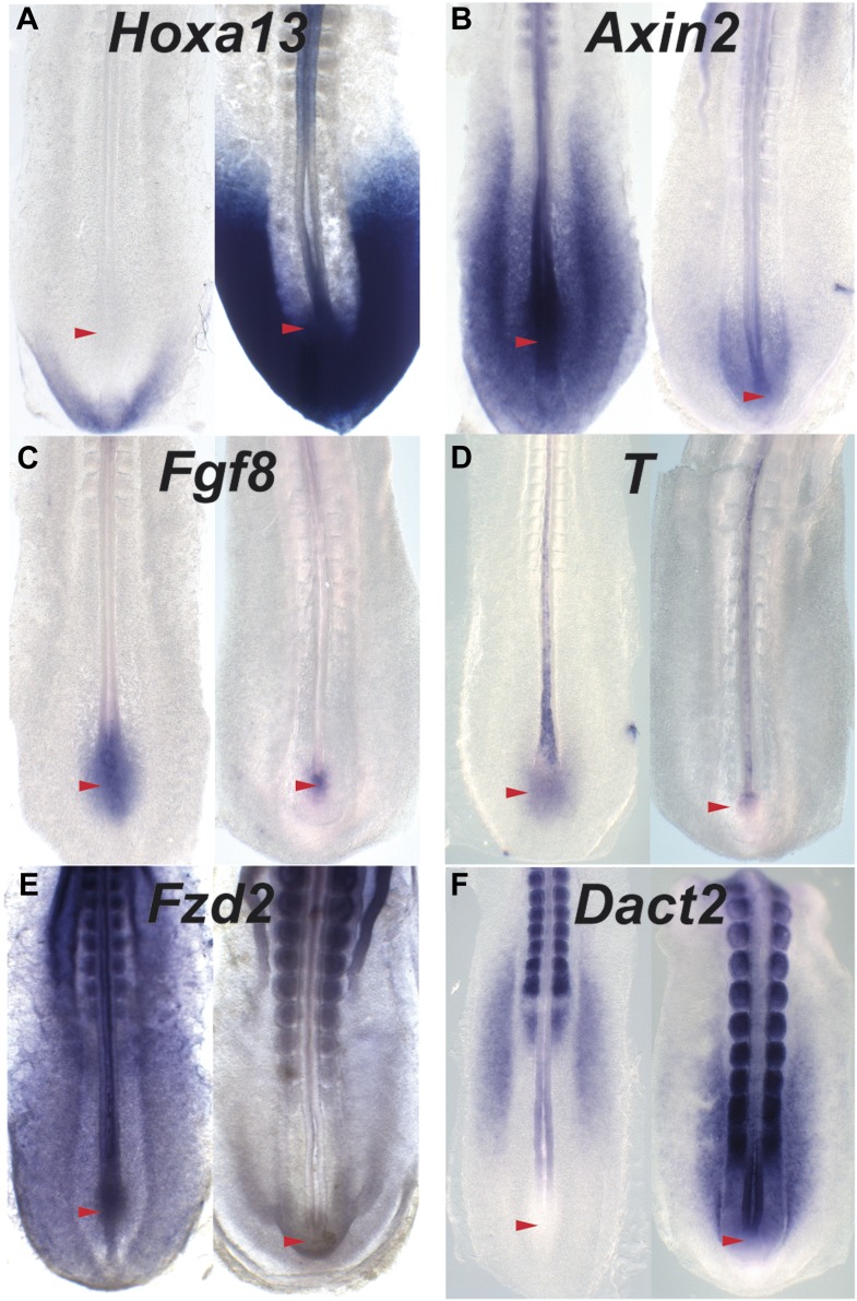 Figure 8—figure supplement 1.