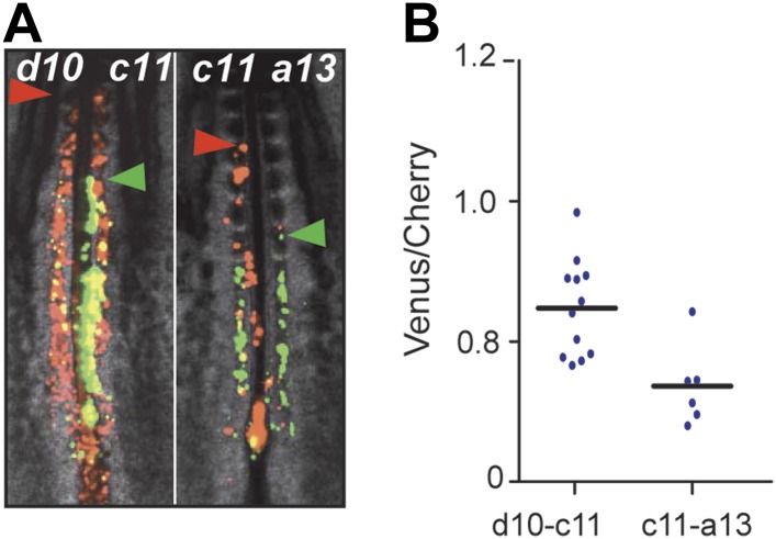 Figure 3—figure supplement 1.