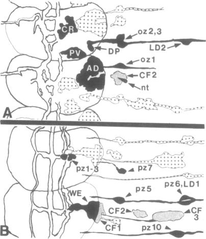 graphic file with name pnas01046-0281-a.jpg