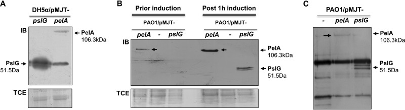 FIG 2