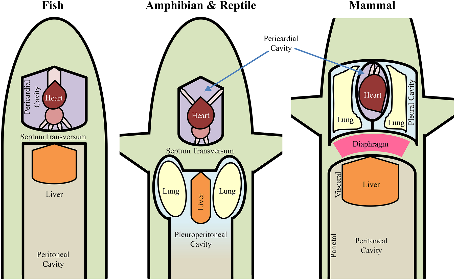 Figure 2:
