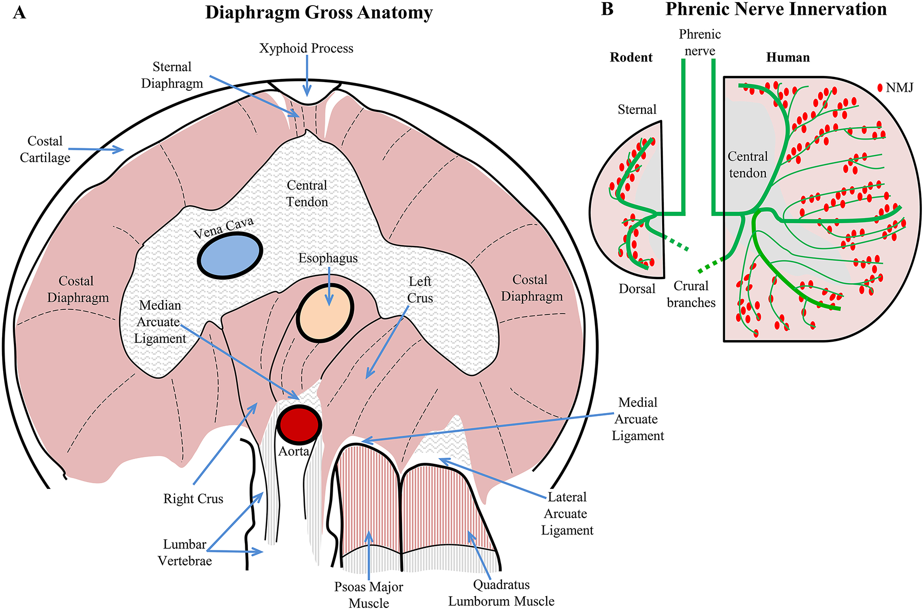 Figure 15: