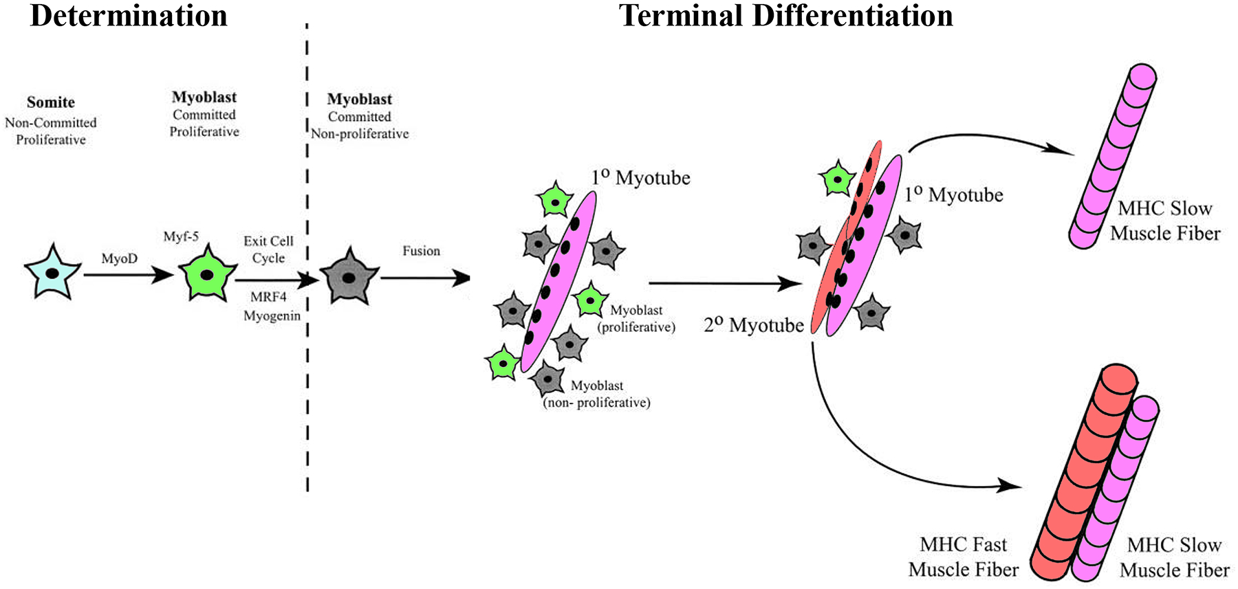 Figure 12: