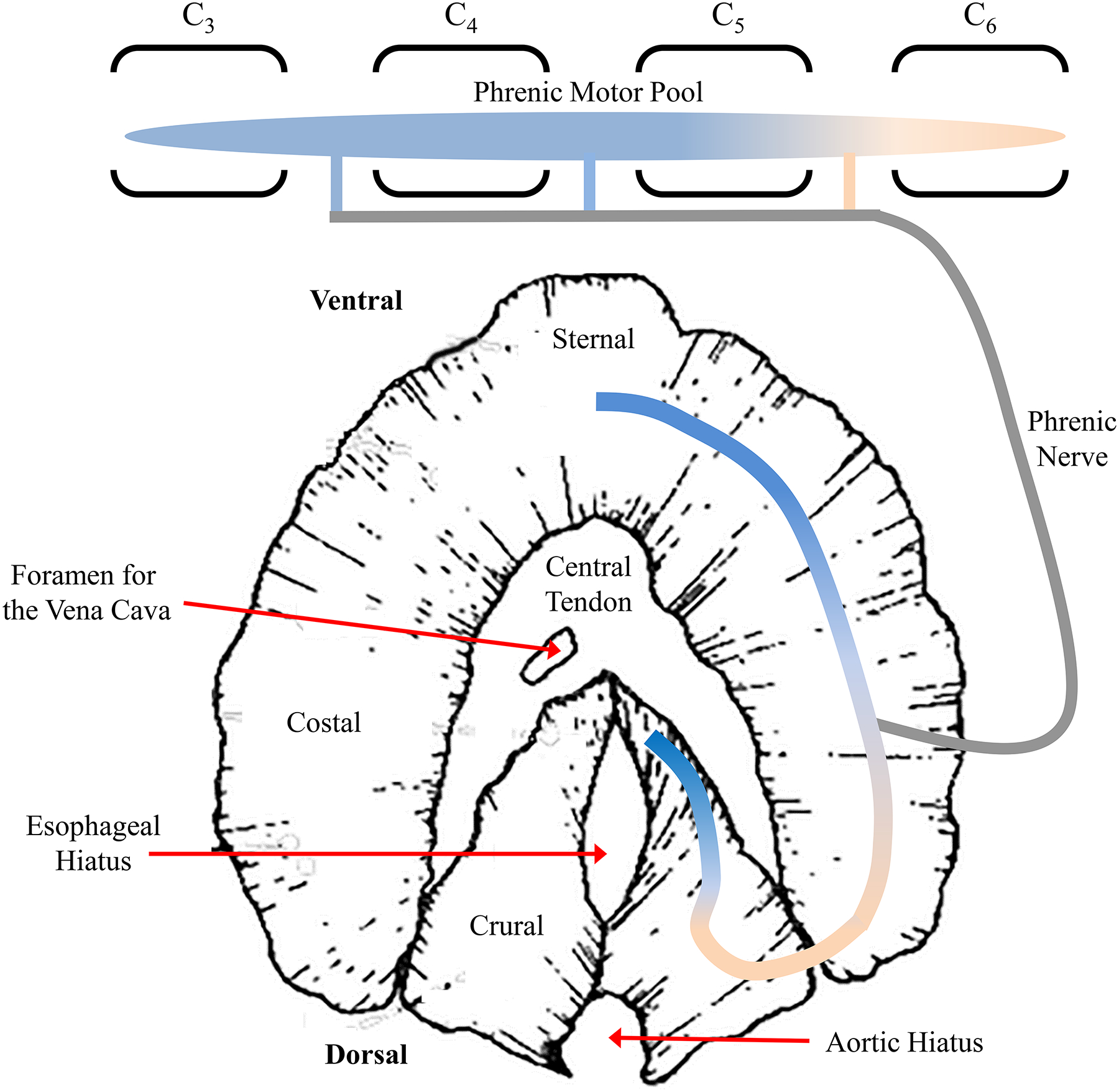 Figure 16: