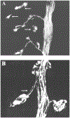 Figure 20: