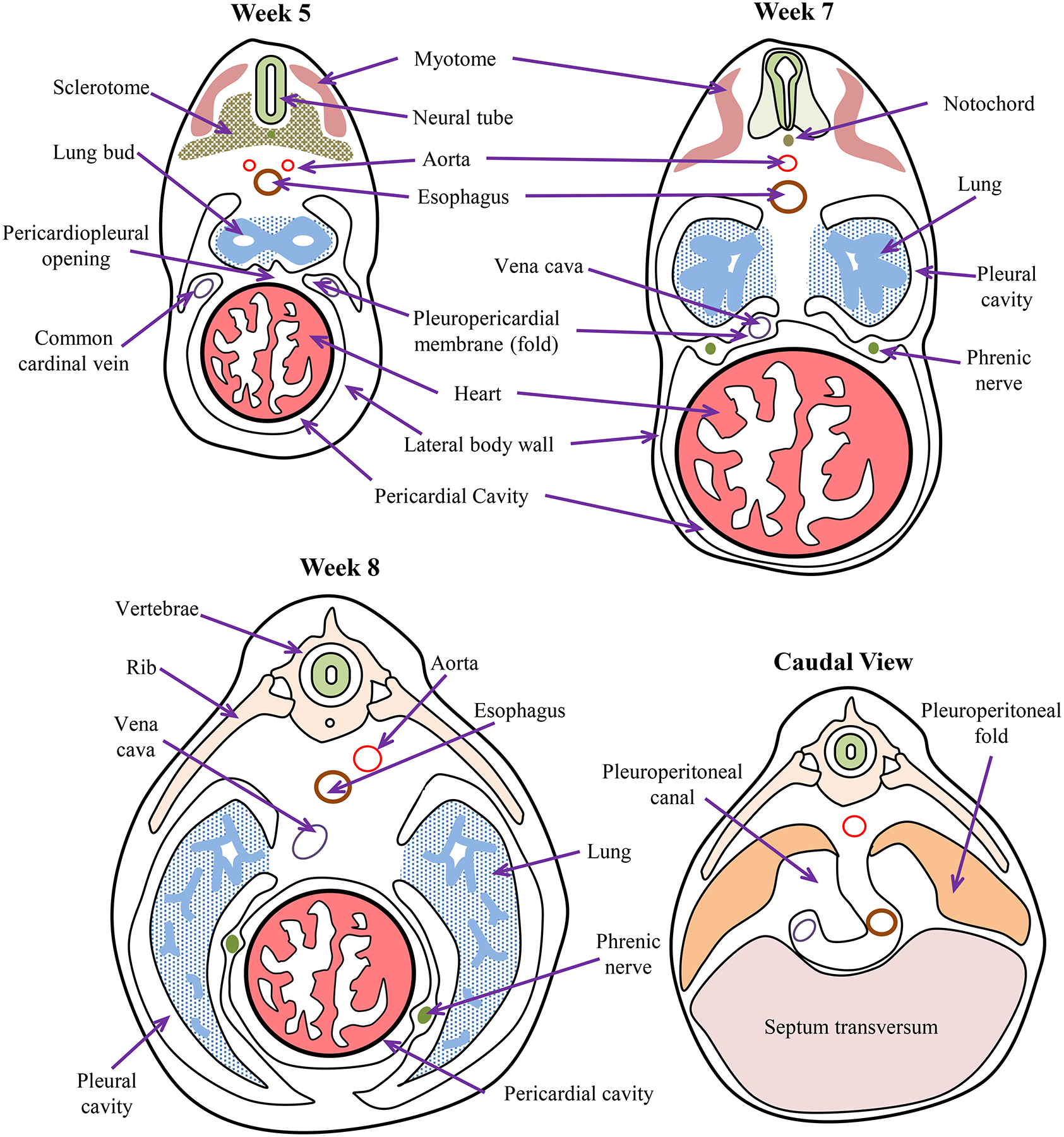 Figure 3:
